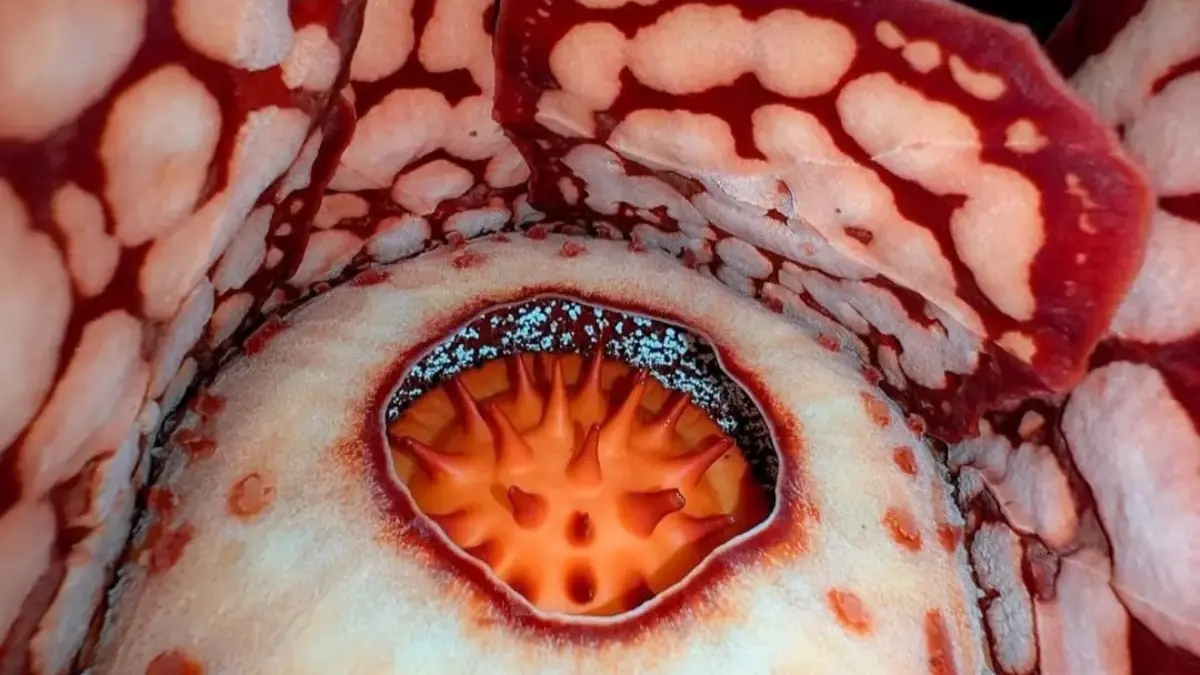 bunga rafflesia hasseltii