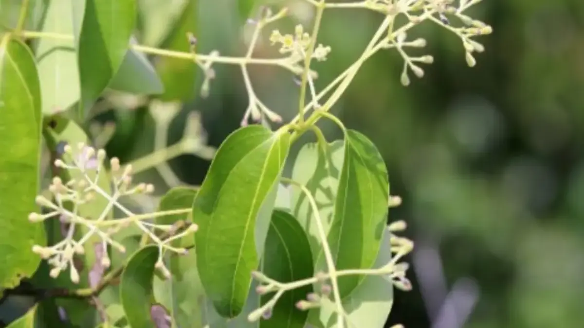 Karena Tanaman Kamper Ini, Awal Mula Orang Arab Datang ke Indonesia Berburu Tanaman yang Disebut Al-Quran Kamper