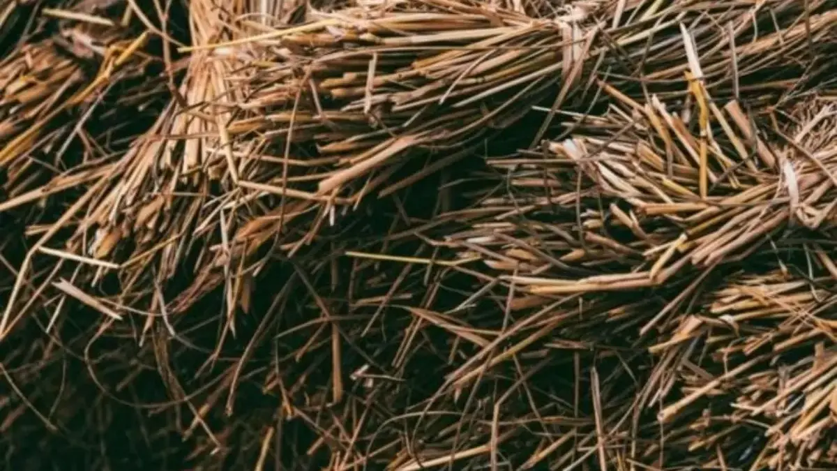 bahan bakar inovatif dari jerami karya anak bangsa