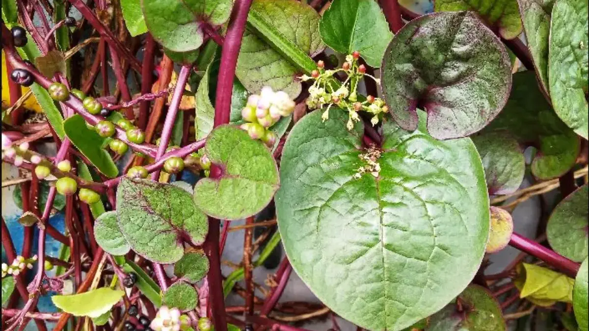 Mengenal Manfaat Daun Binahong Mengenal Manfaat Daun Binahong