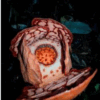 bunga rafflesia hasseltii