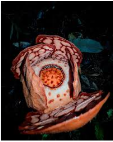 Bunga Rafflesia Hasseltii, Bunga Langka yang Ditemukan Di Hutan Sumatra bunga rafflesia hasseltii