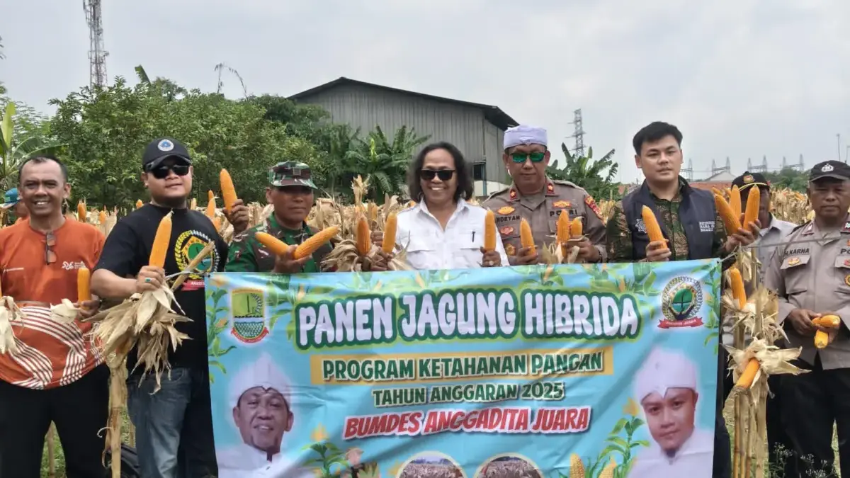 BUMDes Anggadita Panen Jagung Hibrida, Dorong Ketahanan Pangan dan Ekonomi Desa Panen Jagung