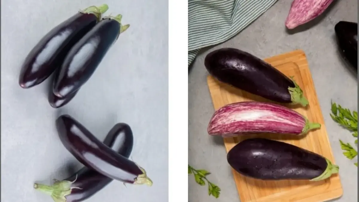 Sayuran Terong Ungu.