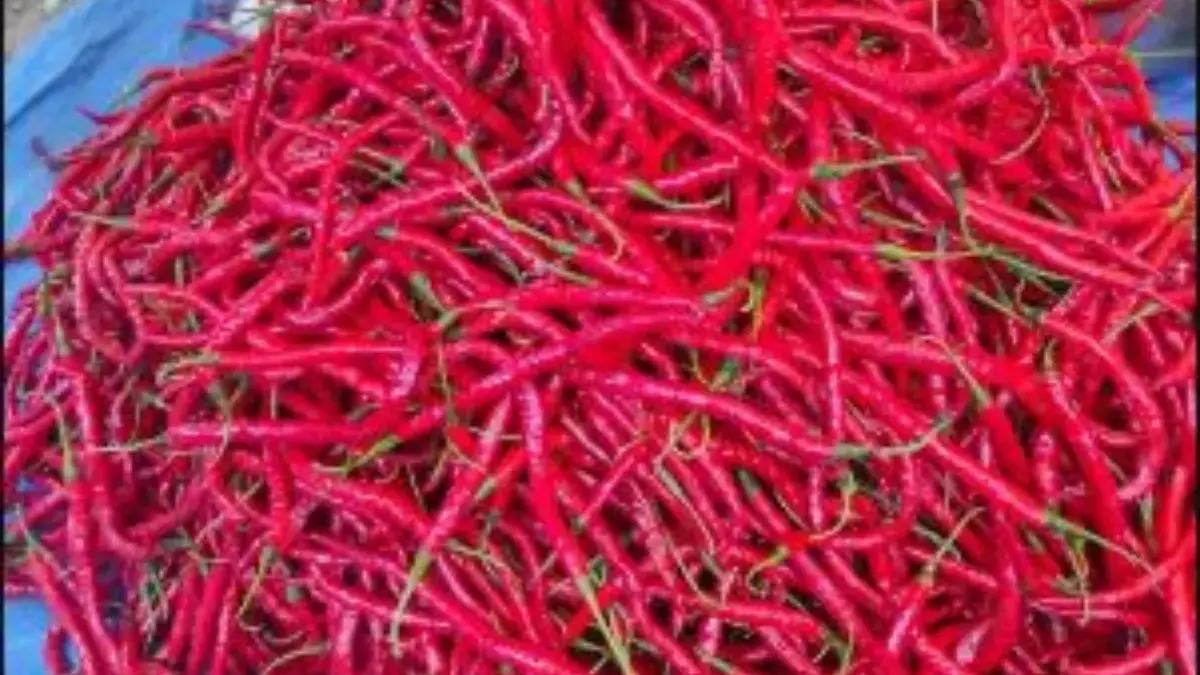 Menjelang Nataru 2026, Harga Cabai Merah Besar di Bandar Lampung Melejit, Tembus Rp 80 Ribu per Kg Harga Cabai Merah Besar di Bandar Lampung Melejit.