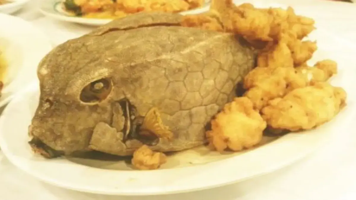 7 Fakta Menarik Ikan Kudu-kudu.