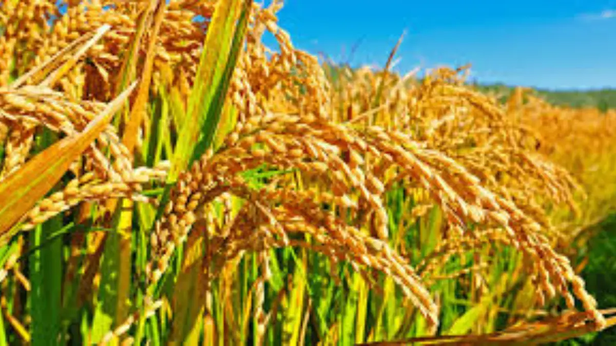 Indramayu dan Karawang Kokoh Jadi Lumbung Padi Terbesar Jawa Barat ‎