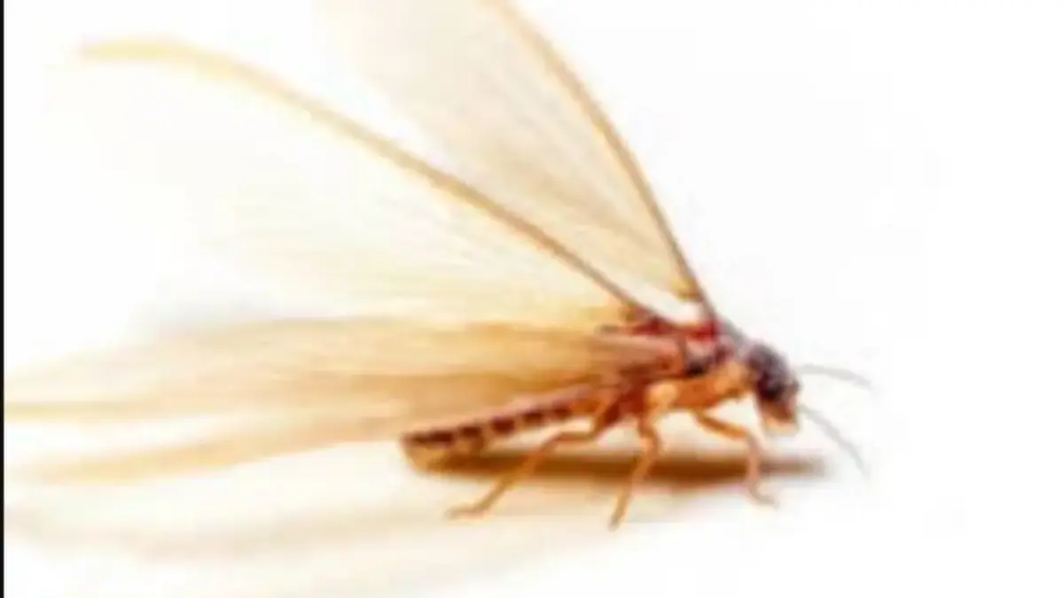 5 Cara Praktis Mengusir Laron