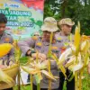 Kapolres Karawang AKBP Fiki N Ardiansyah melaksanakan kegiatan Panen Raya Jagung