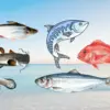 Ikan Murah dengan Protein Tinggi