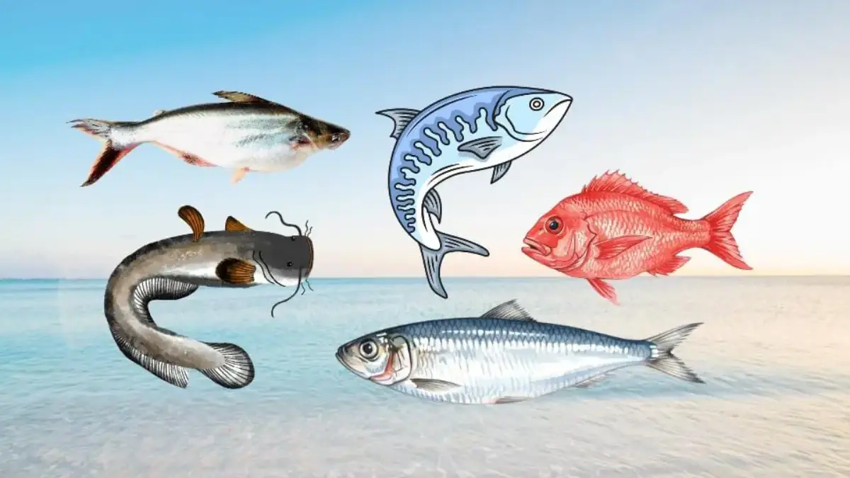 Ikan Murah dengan Protein Tinggi