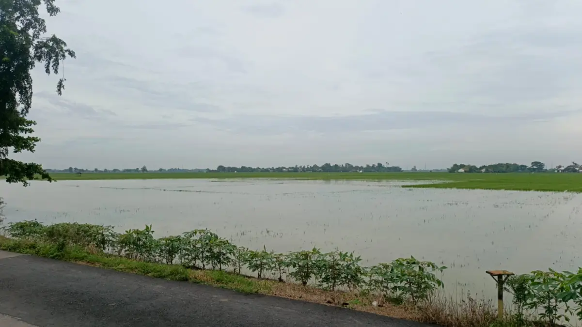 Cuaca Ekstrem Terjang Karawang, Ribuan Hektare Sawah dan Tambak Terendam Banjir dan Rob