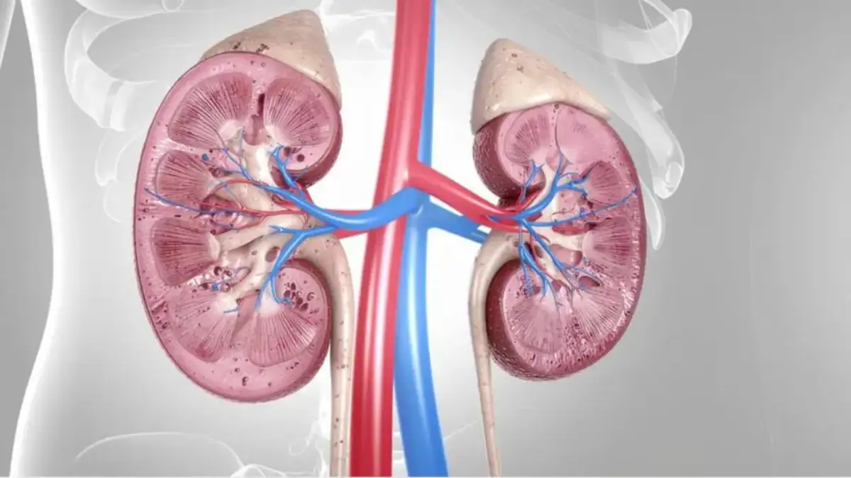 YUK JAGA KESEHATAN, Kebiasaan Sepele Ini Diam-diam Mengancam Kesehatan Ginjal Jaga Kesehatan Ginjal