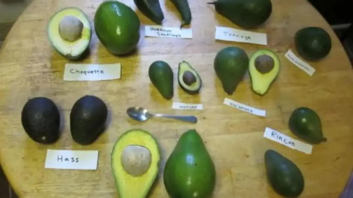 Sering Dibuang Usai Diambil Dagingnya! Ternyata Ini Manfaat Kulit Alpukat untuk Wajah yang Jarang Diketahui buah alpukat