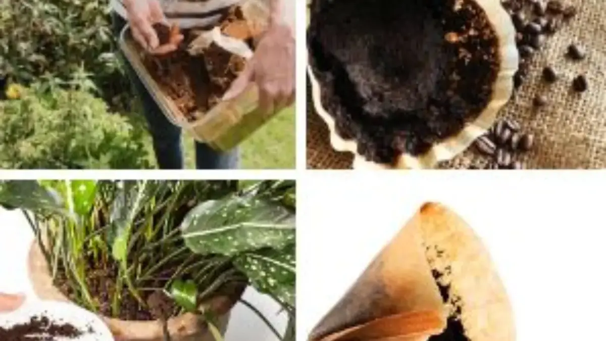 Memanfaatkan Ampas Kopi