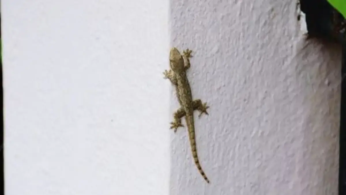 Risih Gegara Banyak Cecek Dirumah? Berikut Kumpulan Doa Mengusir Cicak dalam Islam Doa Mengusir Cicak dalam Islam.