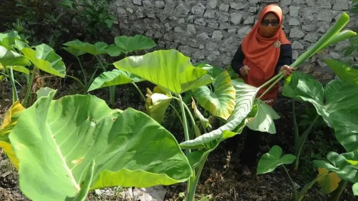 Gimana Cara Memasak Lompong Agar Tidak Gatal? Simak Tips Berikut Ini ilustrasi Lompong