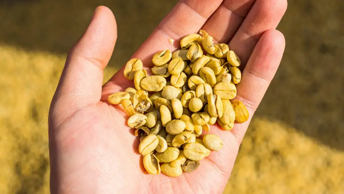 Mr. Anatoli, WNA asal Rusia, mencicipi kopi Minang Super Koto Tuo.