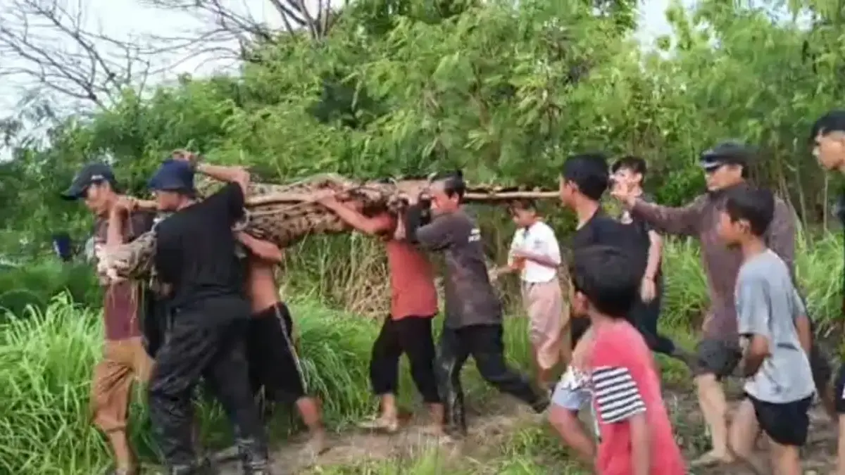 Buaya Muara Dievakuasi warga di Kecamatan Babelan