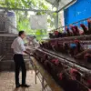 Program Ketahanan Pangan (Ketapang) Desa Serang melakukan budidaya ayam petelur