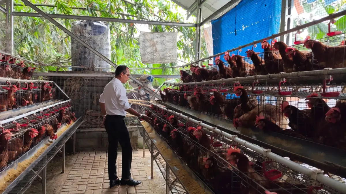Program Ketahanan Pangan (Ketapang) Desa Serang melakukan budidaya ayam petelur