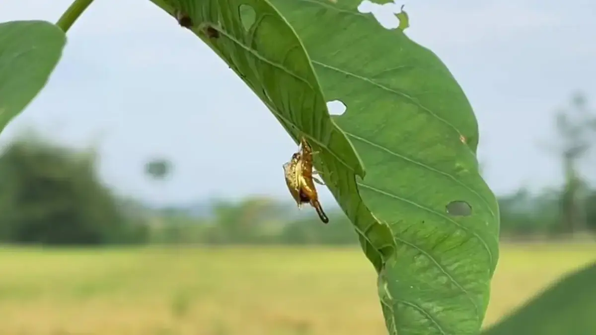 Anak 90-an Pasti Senang Berburu Hewan Ini, Kini Keberadaannya Kian Langka! Kepik Emas