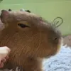 Capybara
