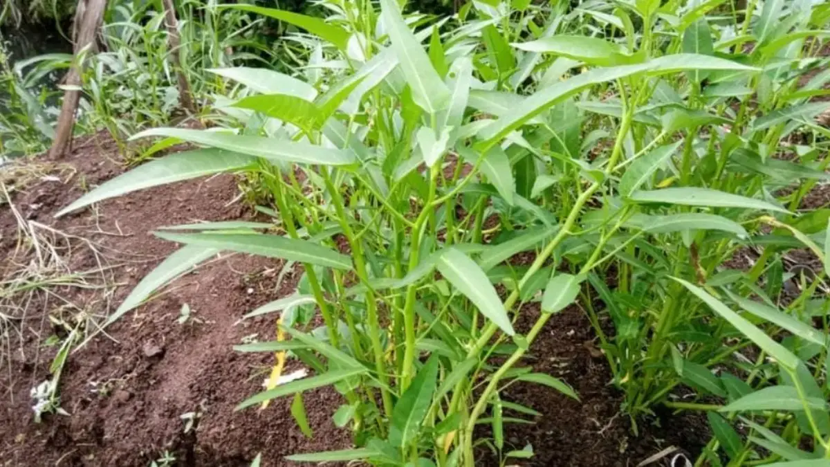 TANAM SEKALI! Panen Bertahun-Tahun 10 Tanaman “Abadi” Ini Bisa Jadi Andalan Dapur dan Ketahanan Pangan Rumah Bayam