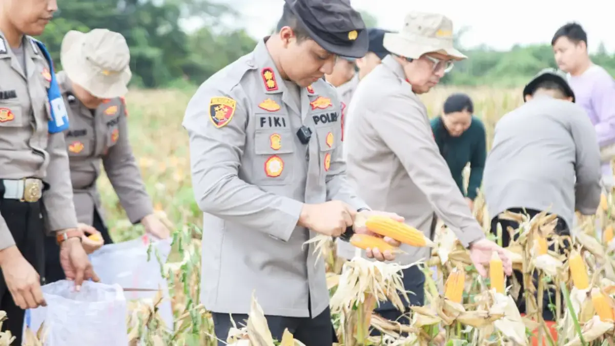 28 Ton Jagung Dipanen di Cikampek, Kapolres Karawang Pimpin Langsung Panen Raya Kepala Kepolisian Resor Karawang, AKBP Fiki N. Ardiansyah memimpin langsung kegiatan Panen Raya Jagung