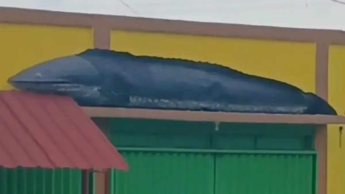 Patung Ikan Gabus Viral di Medsos.