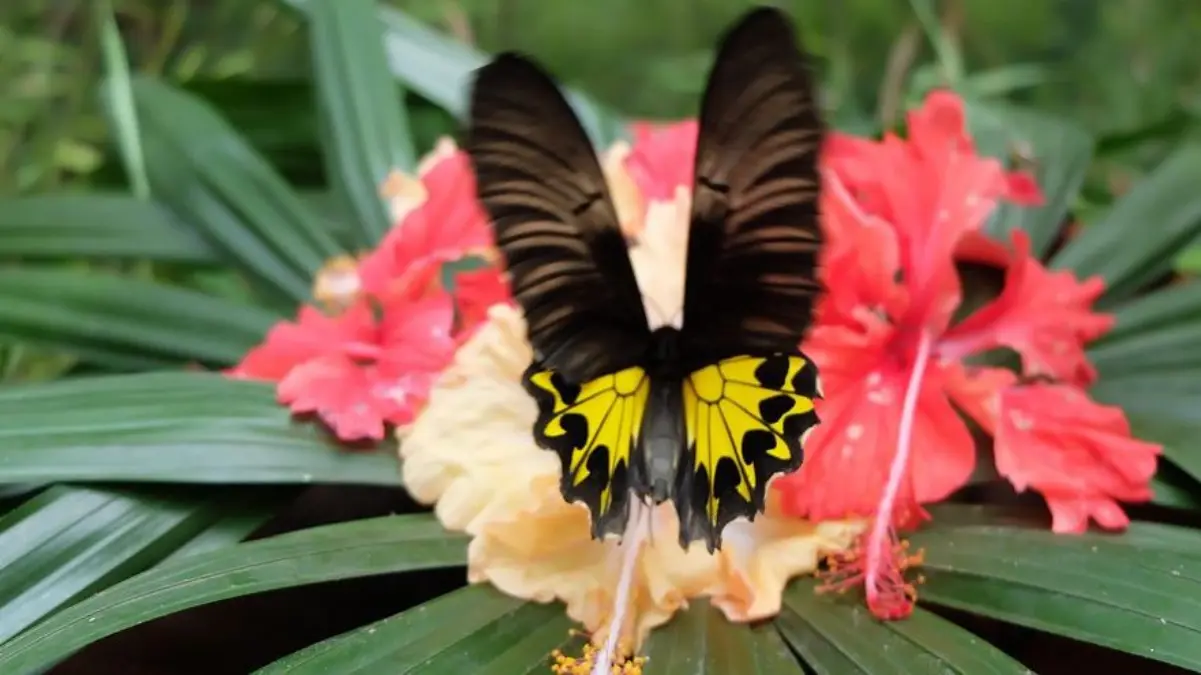 Rekomendasi 3 Tempat Wisata Terbaik dan Nyaman Dikantong di Bandar Lampung yang Wajib Dikunjungi 2026 3 Tempat Wisata Terbaik