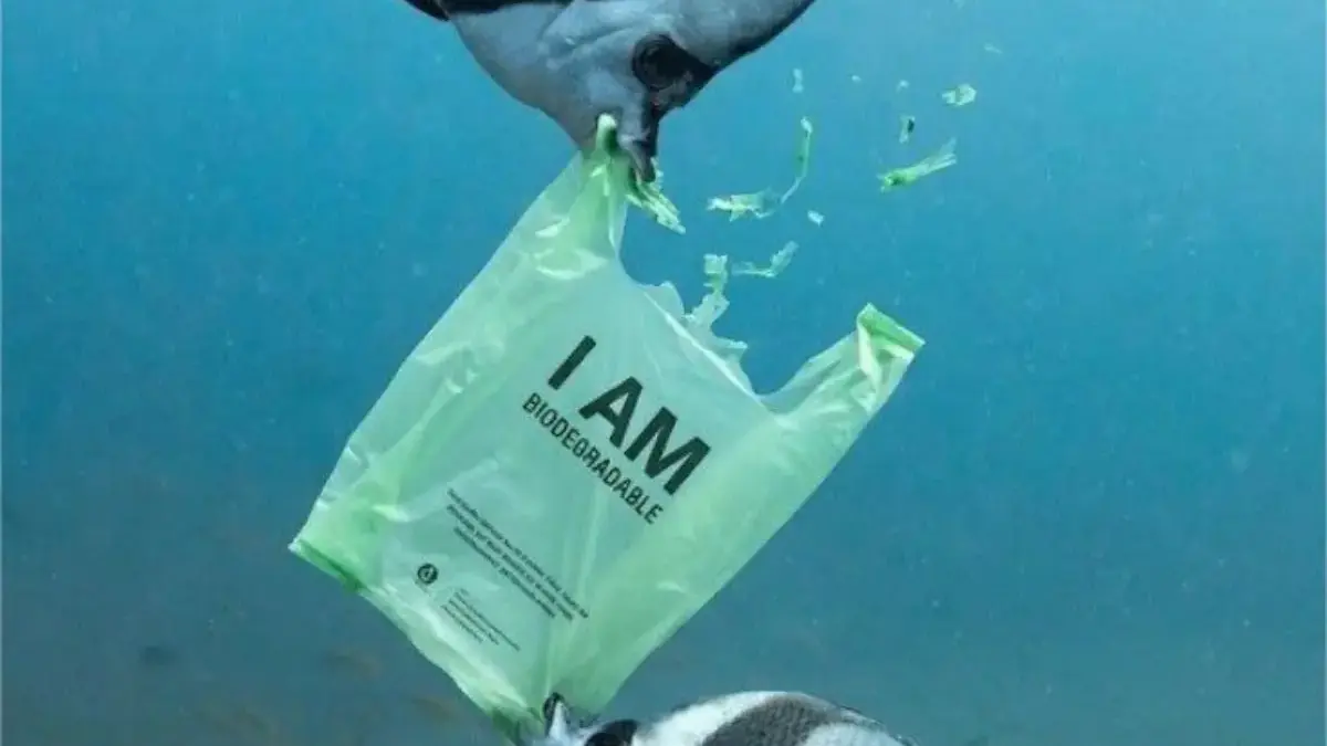 Kantong Ramah Lingkungan dari Daun Singkong