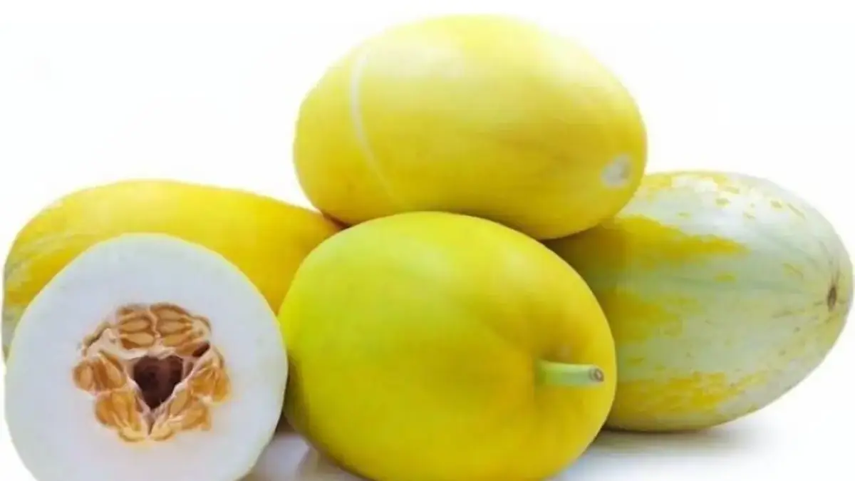 FUN FACT RAMADHAN: Jadi Primadona Takjil Berbuka Puasa, Timun Suri Miliki Manfaat yang Berlimpah Lho! buah timun suri