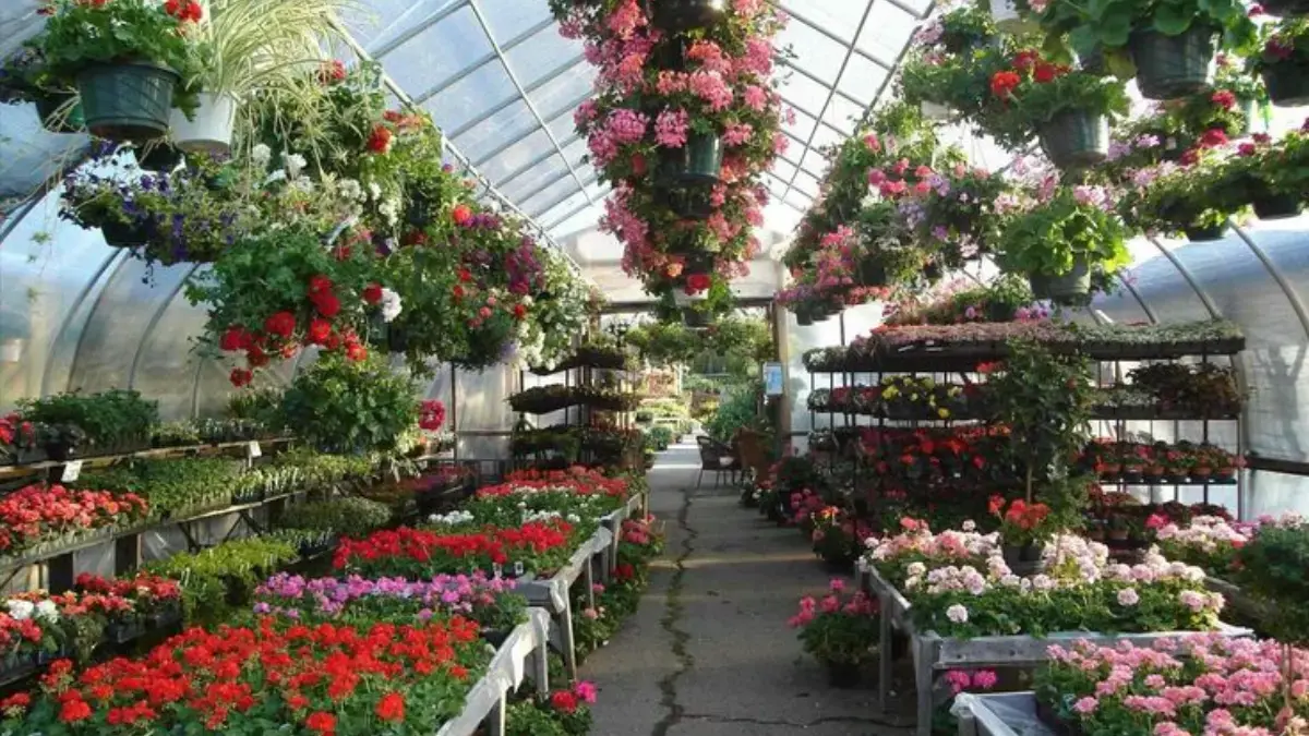 12 Toko Tanaman & Perlengkapan Lengkap Murah Karawang