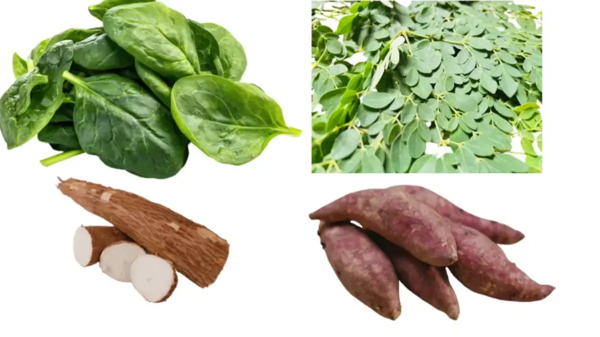 Tanaman Mudah Panen : Bayam, Singkong, Daun Kelor dan Ubi Jalar