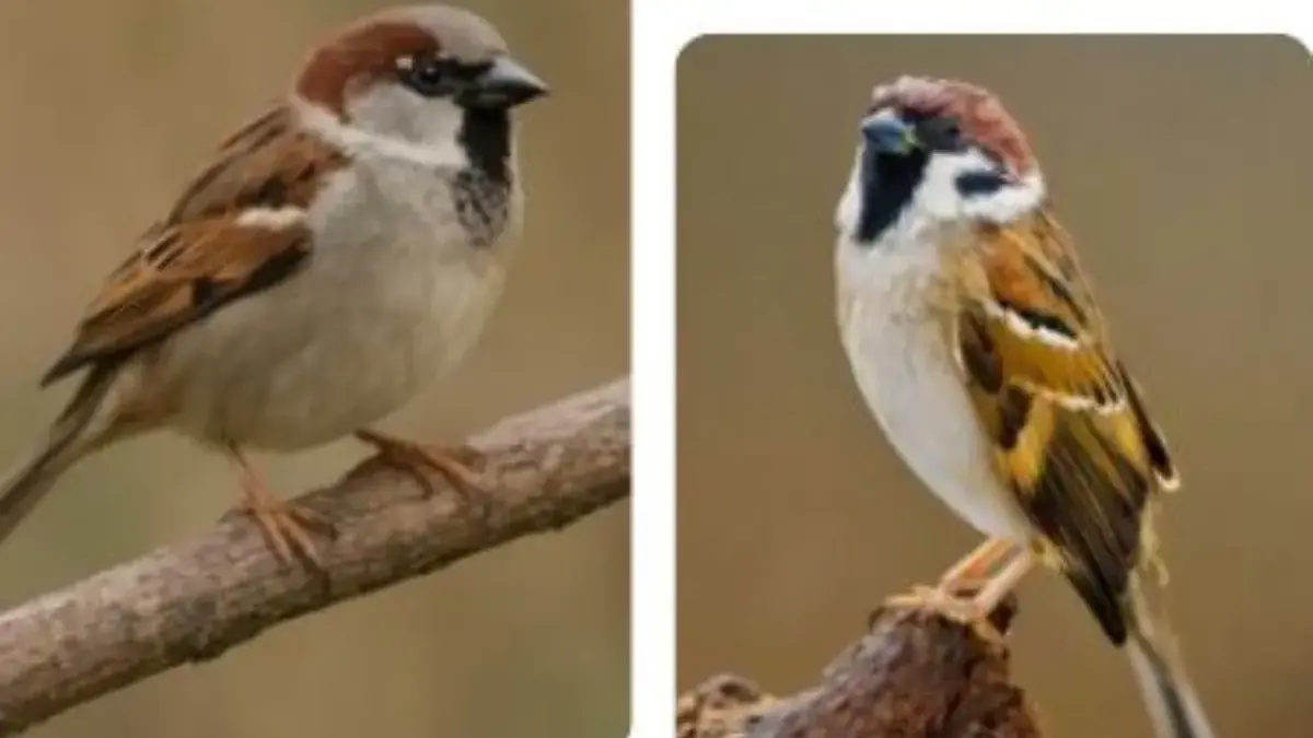 ilustrasi Burung Gereja