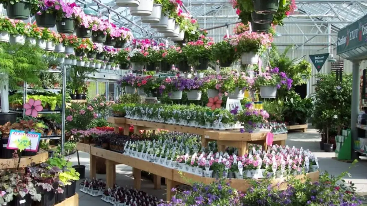 15 Rekomendasi Tanaman Mudah Dirawat untuk Pemula