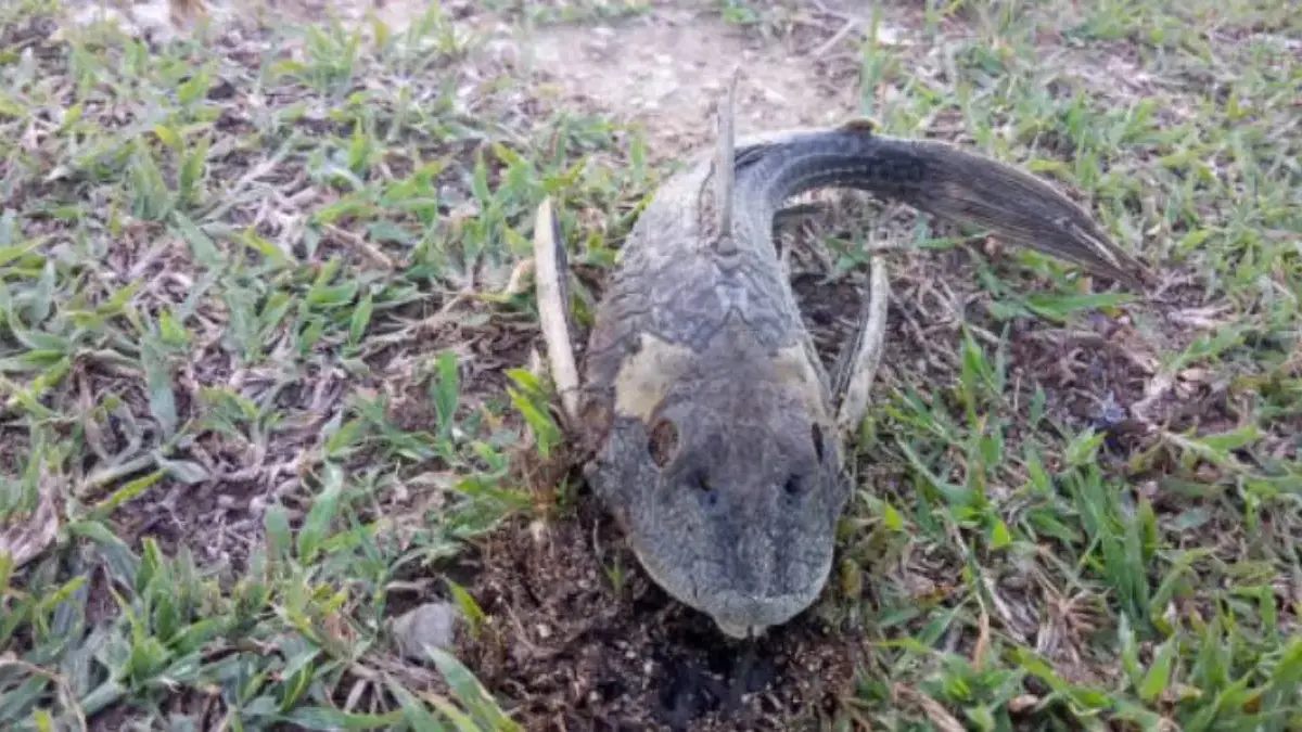 fakta tentang ikan sapu-sapu