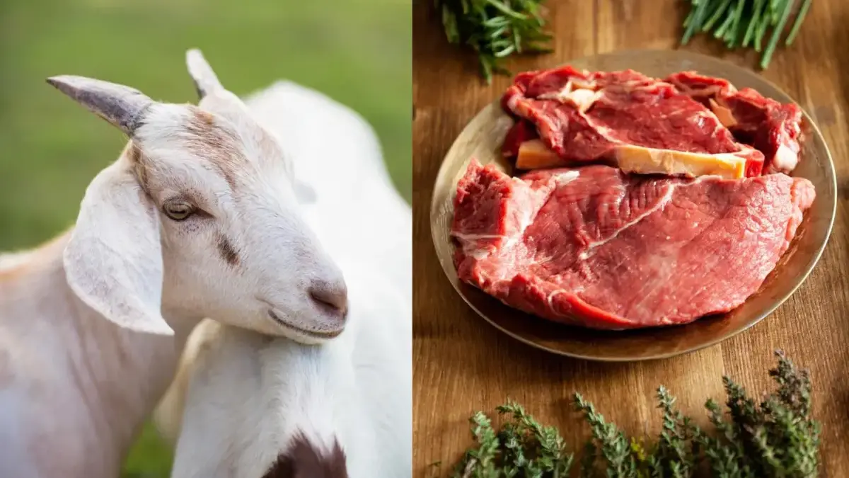 Ilustrasi daging kambing kurban