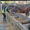 sapi