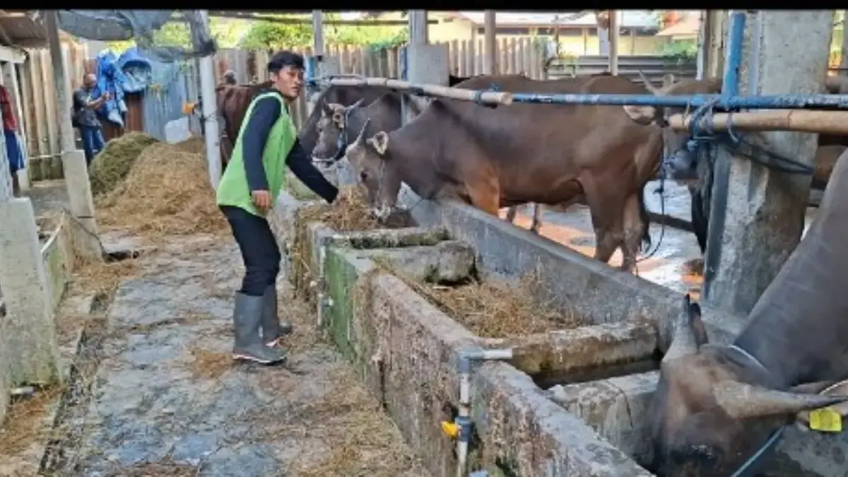 sapi