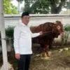 sapi prabowo
