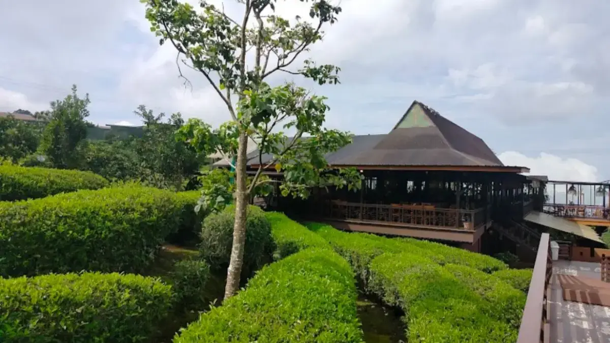 Kebun Teh Jalan Cagak