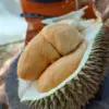Durian Rumpin Bogor