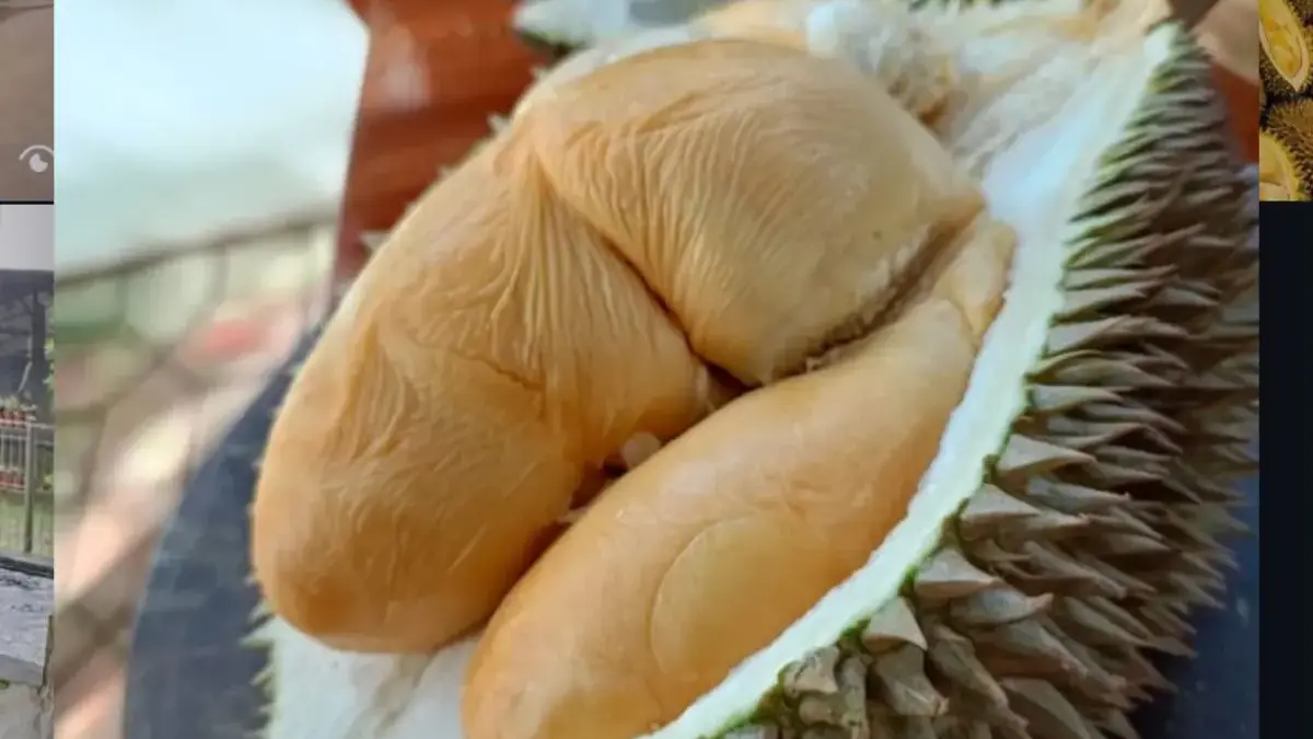 Durian Rumpin Bogor