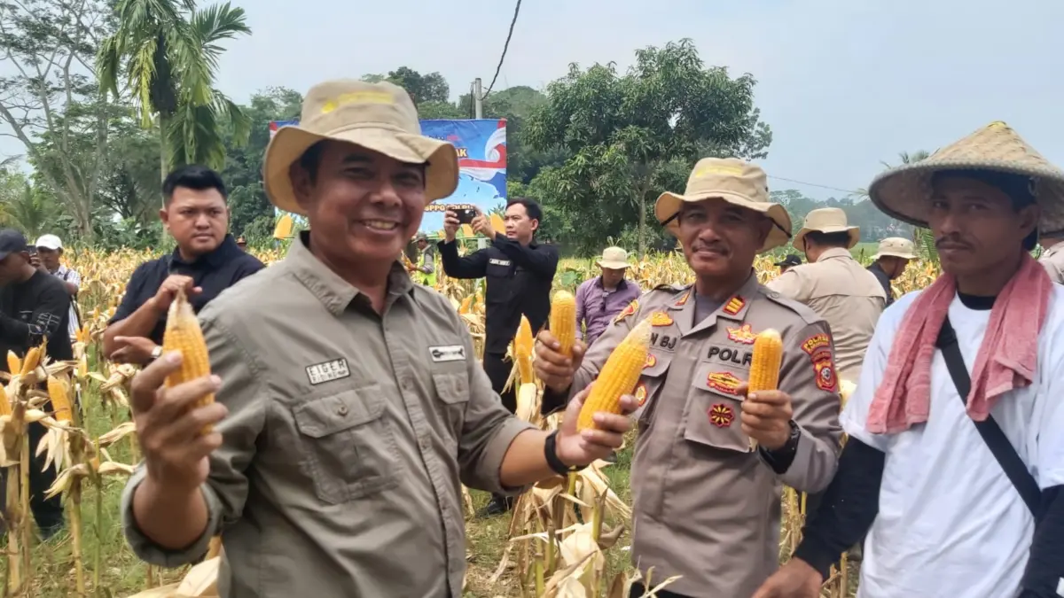 Panen Raya Jagung