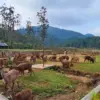 Ranca Upas Ciwideuy Bandung