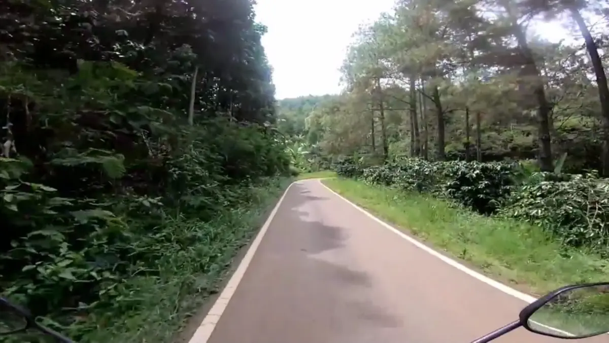 Rekomendasi Kegiatan Lulus Sekolah Anak Putih Abu, Wajib Cobain Touring di Selatan Jawa Barat Jalan hutan pinus kaki Gunung Cakrabuana