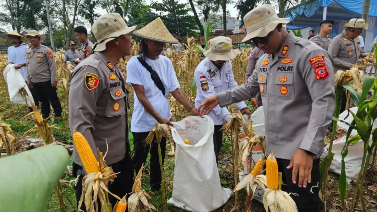 Panen Raya Jagung Bersama Petani Lokal.