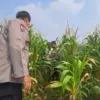 Tinjauan langsung ke area kebun jagung
